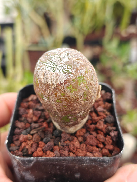 Astrophytum myriostigma 'Onzuka' Blind form