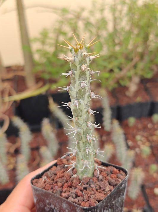 Euphorbia horwoodii