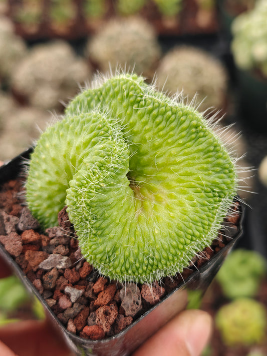 Mammillaria spinosissima 'Un Pico' f. cristata