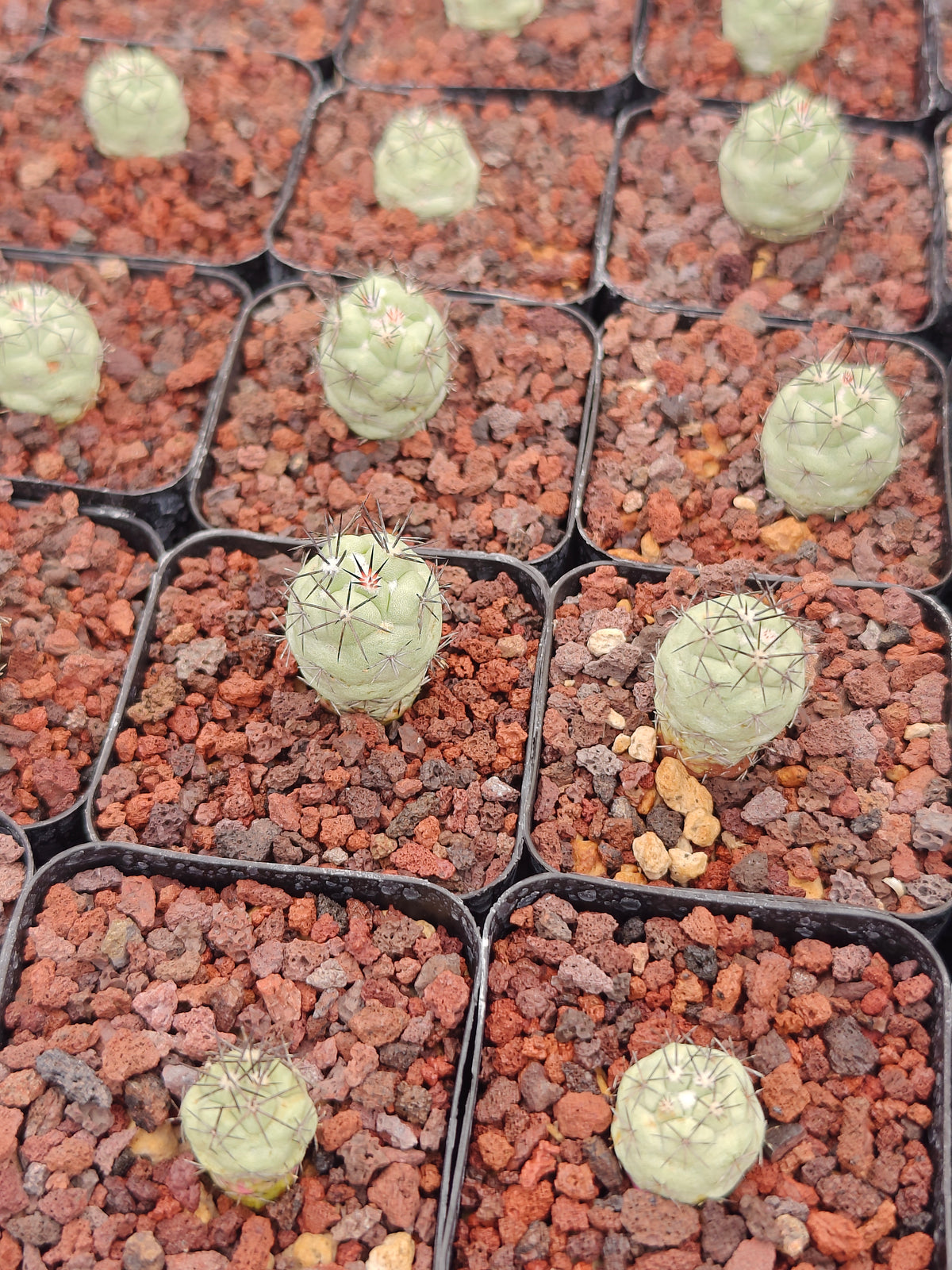 Ortegocactus macdougallii