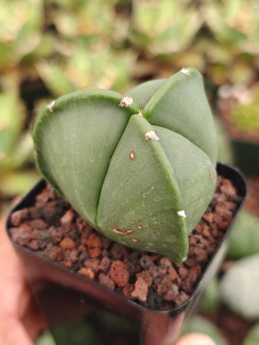 Astrophytum myriostygma f. tricoatatum 'Nudum'