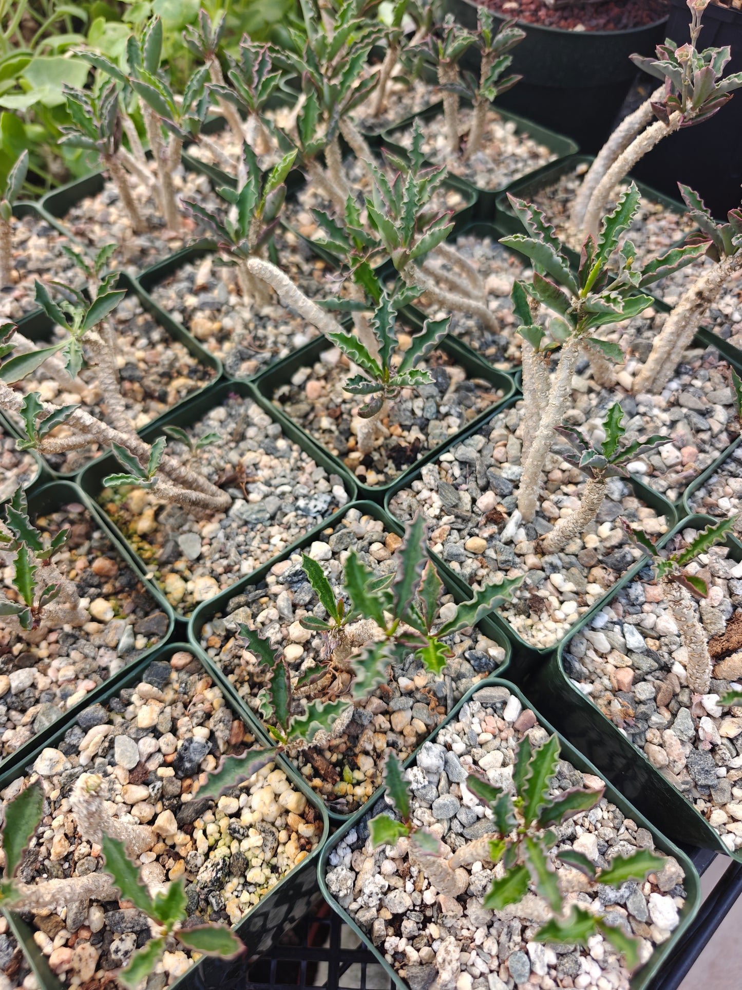 Euphorbia decaryi ssp. spirosticha