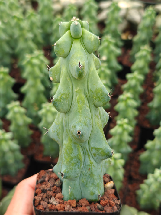 Boobie Cactus - Myrtillocactus geometrizans 'Fukurokuryuzinboku'