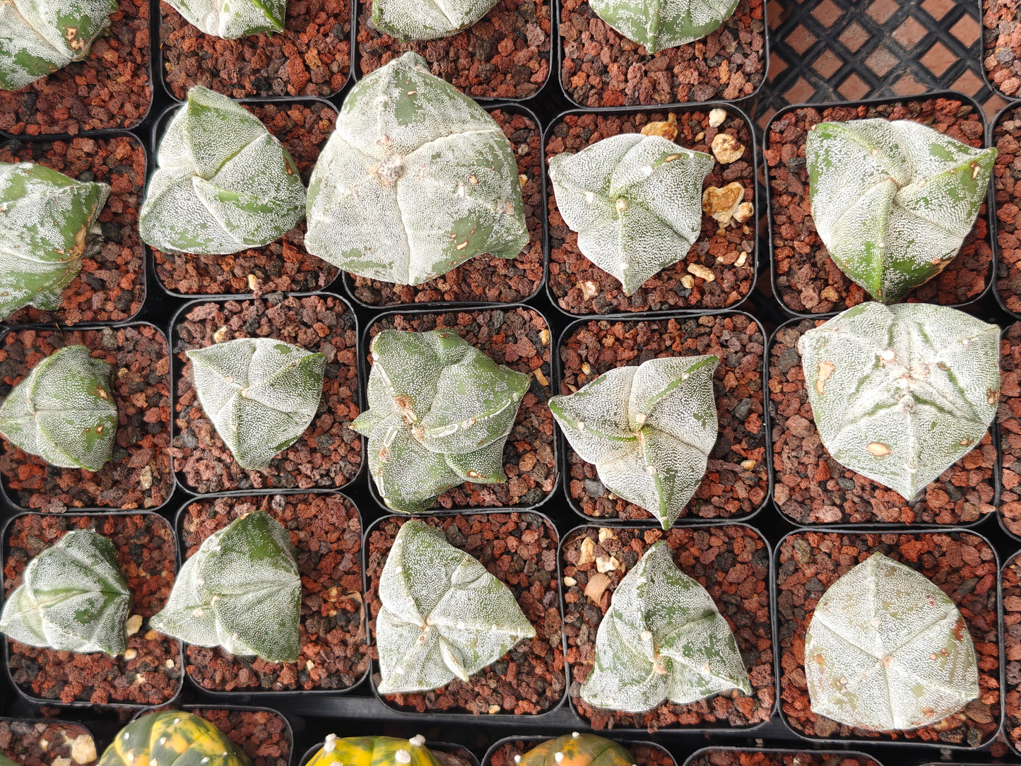 Astrophytum myriostygma f. tricoatatum
