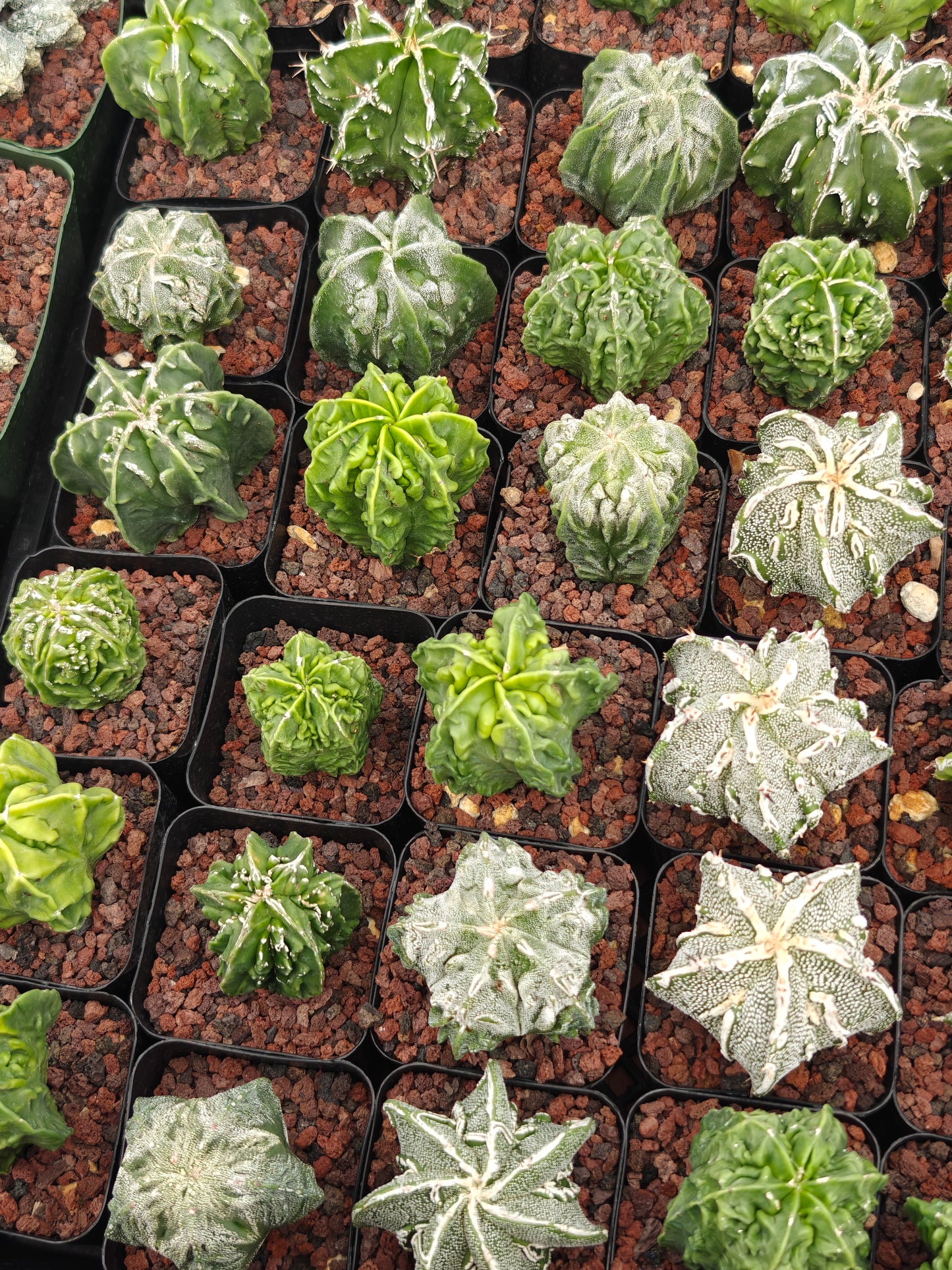 Astrophytum myriostigma 'Fukuryu'