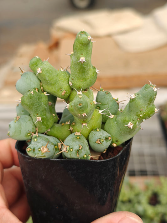 Euphorbia clivicola