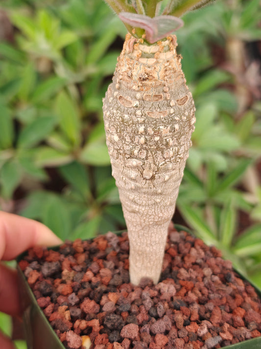 Euphorbia ankarensis