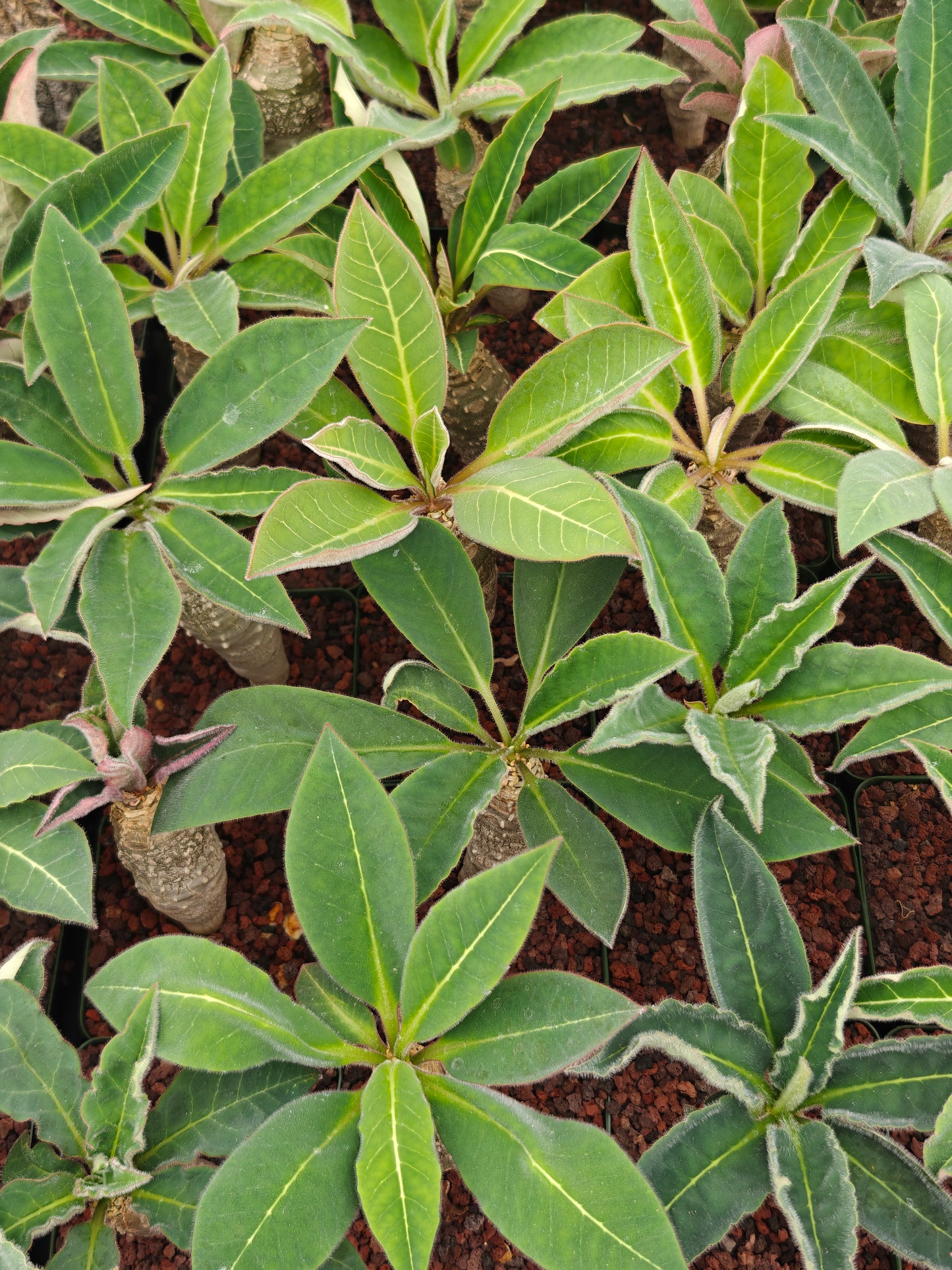 Euphorbia ankarensis