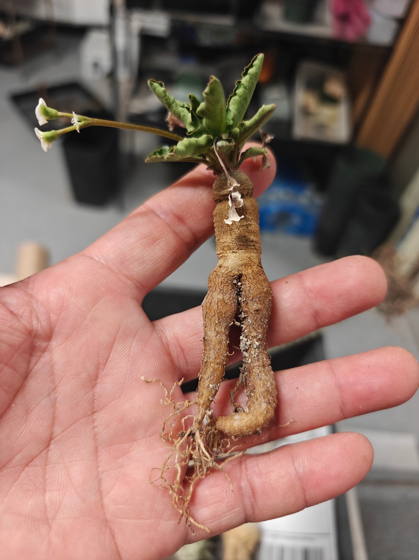 Euphorbia spannringii