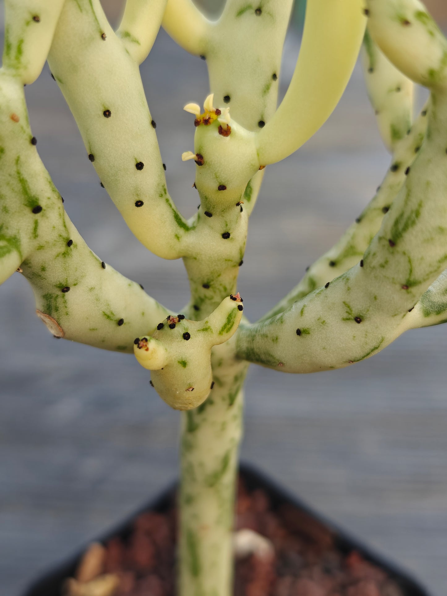 Euphorbia alluaudia v. variegata