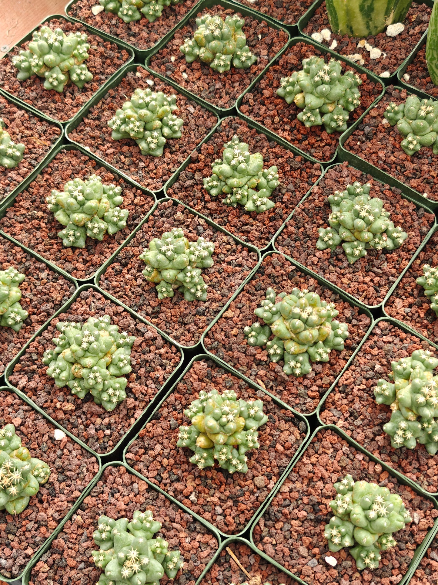 Coryphantha runyonii 'Viola'