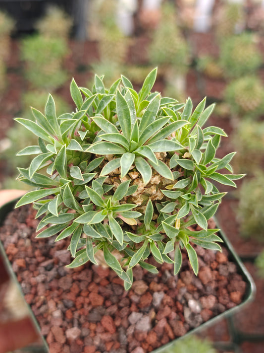 Euphorbia bupleurifolia 'Sotetsu Kirin'