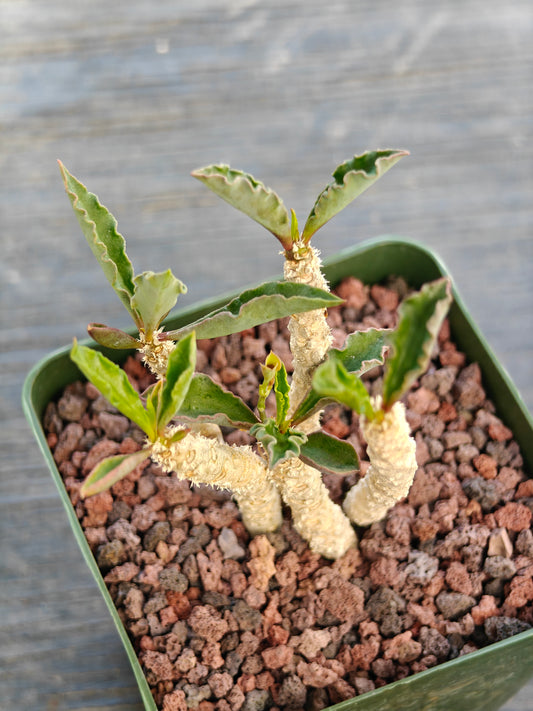 Euphorbia decaryi ssp. spirosticha