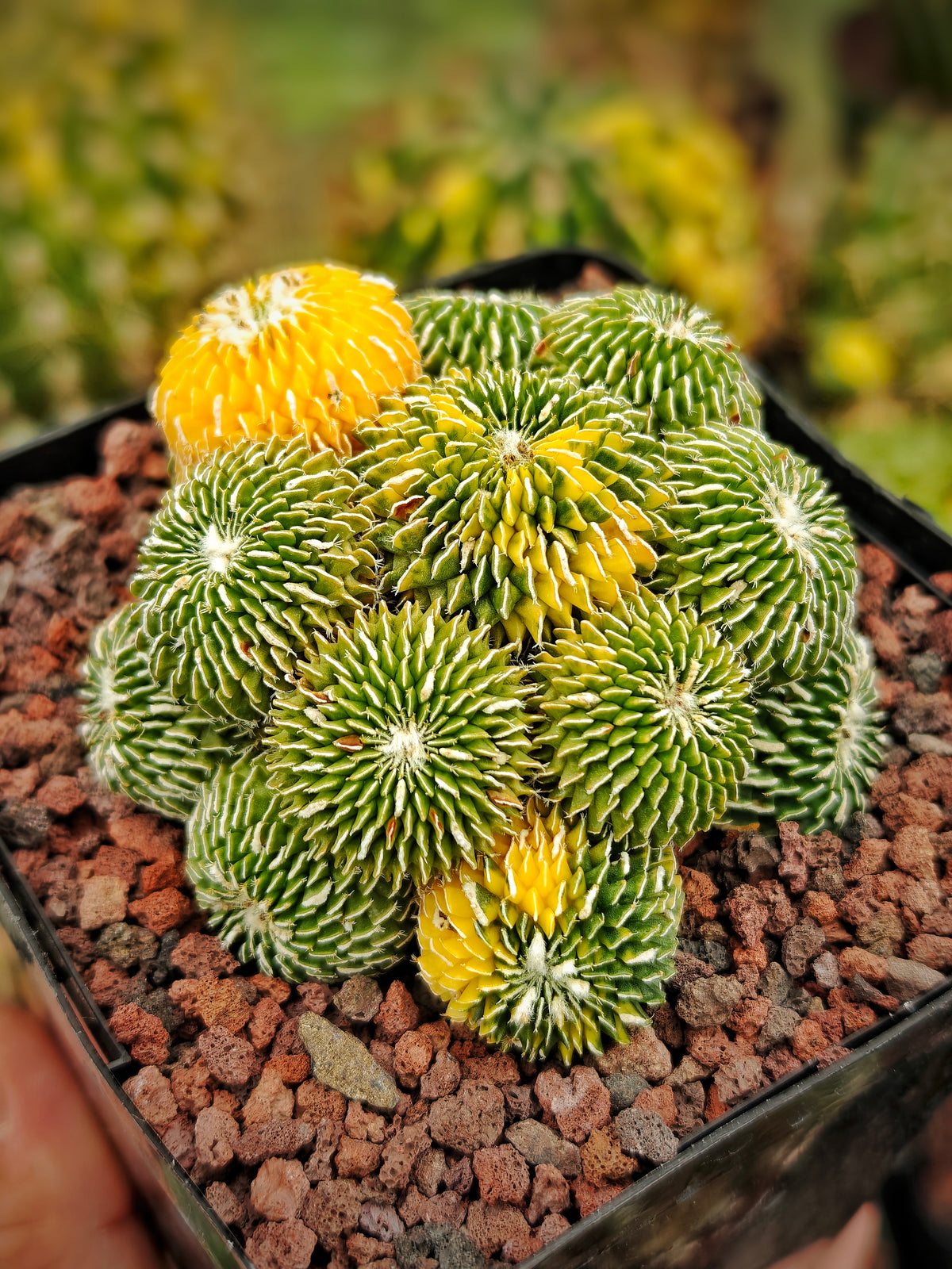 Turbinicarpus