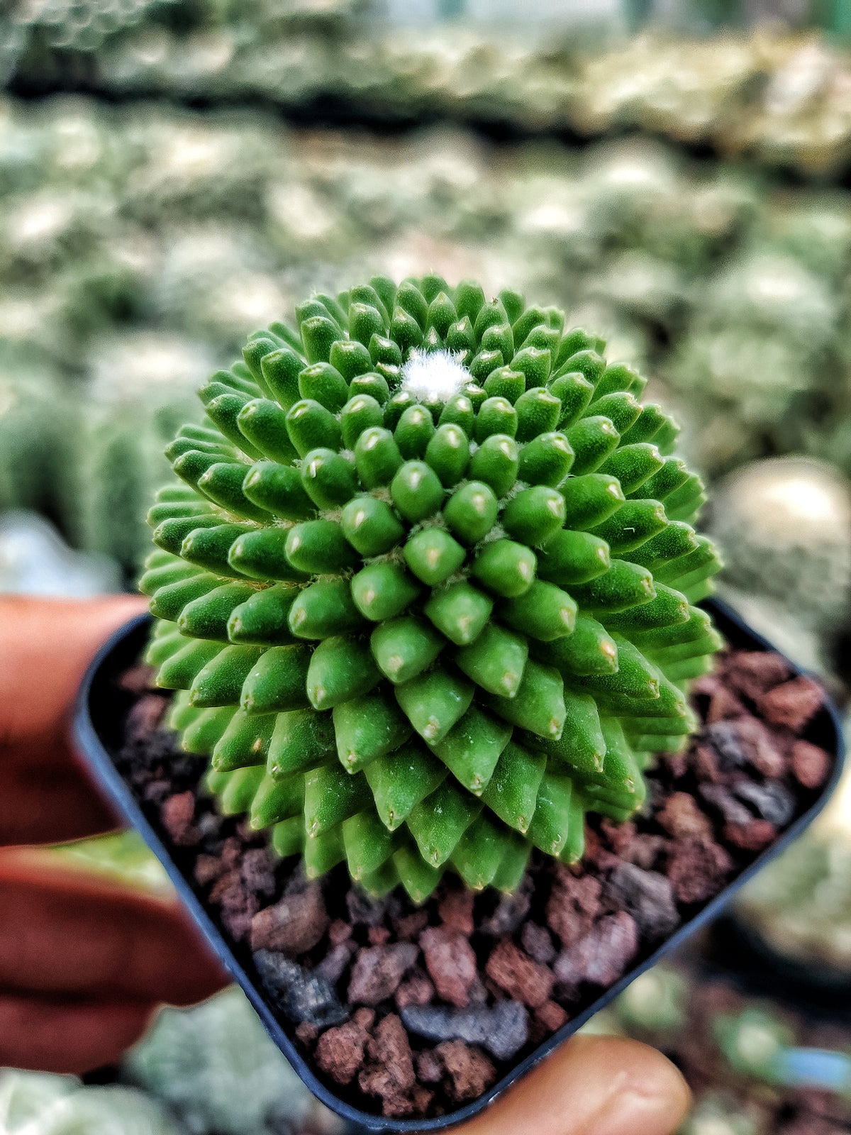 Mammillaria