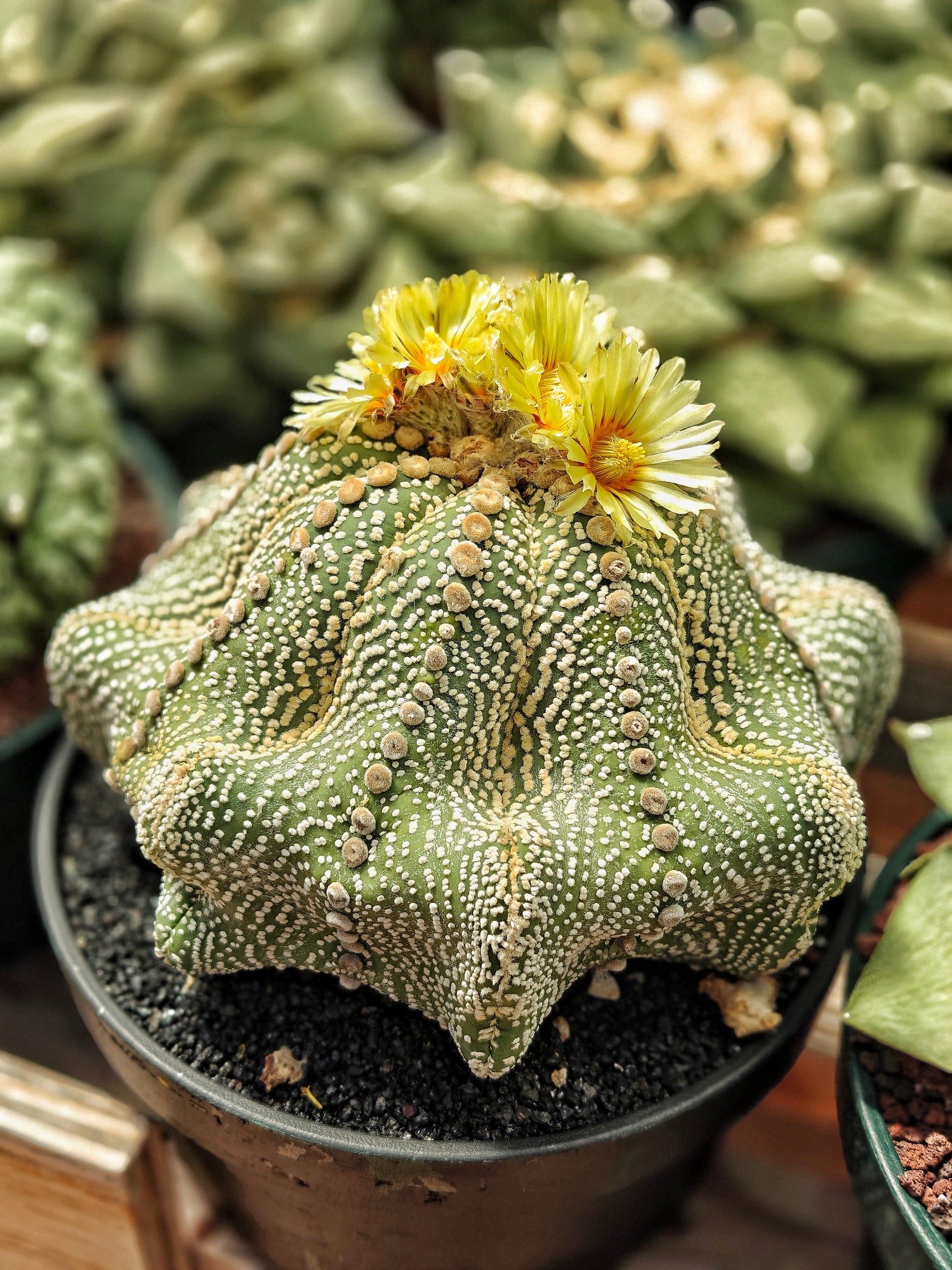 Astrophytum
