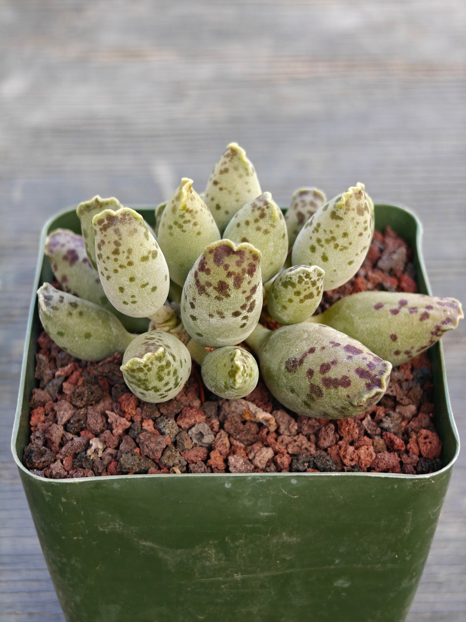 Adromischus