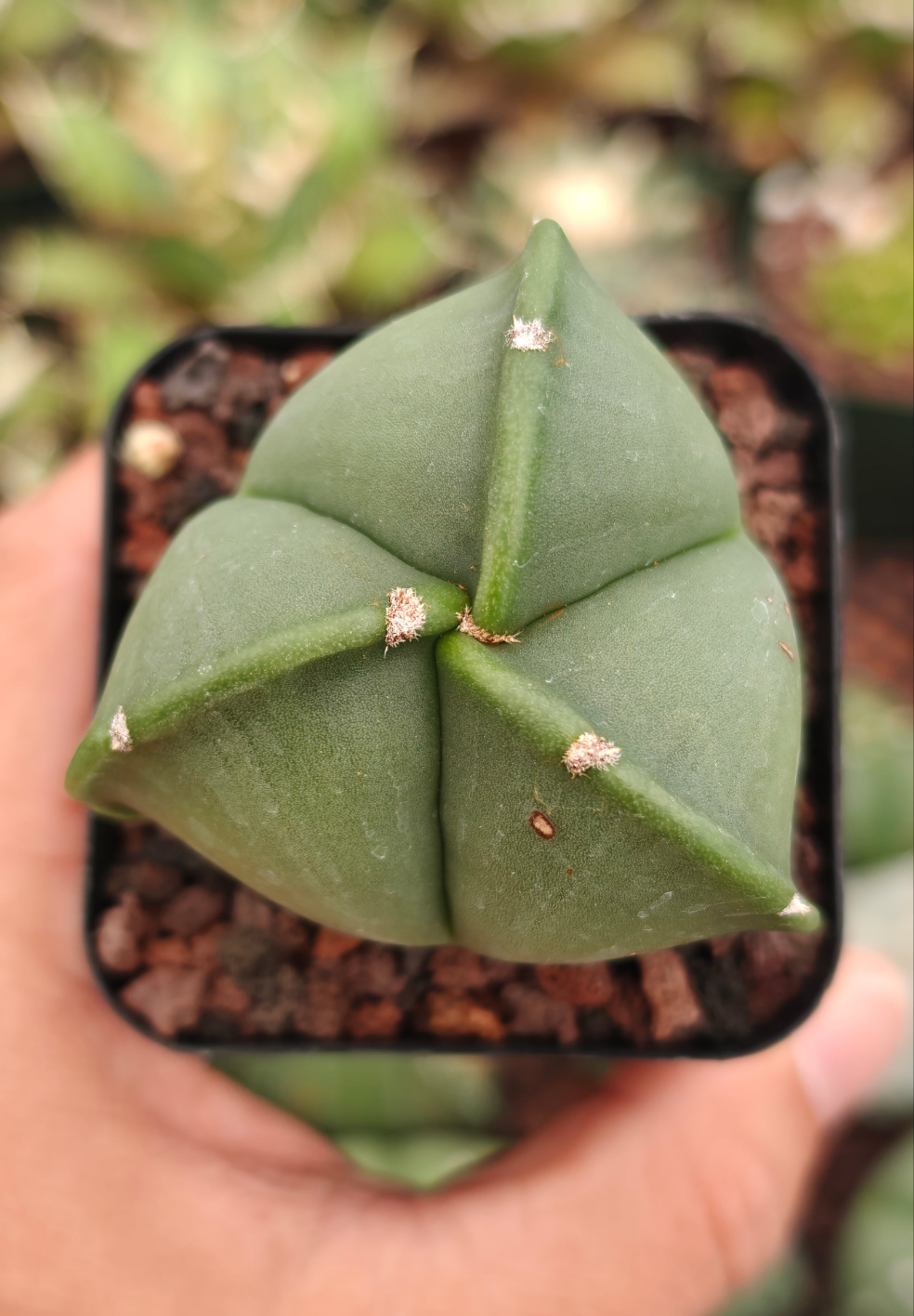 Astrophytum myriostygma f. tricoatatum 'Nudum'