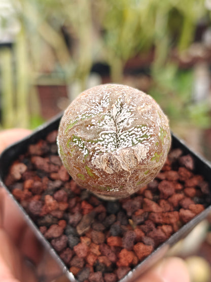 Astrophytum myriostigma 'Onzuka' Blind form