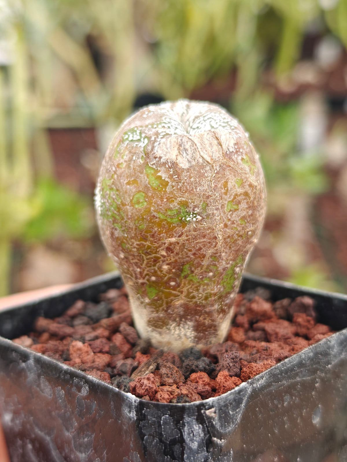 Astrophytum myriostigma 'Onzuka' Blind form