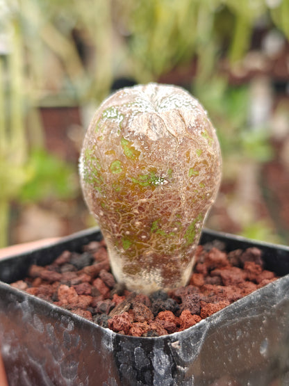 Astrophytum myriostigma 'Onzuka' Blind form