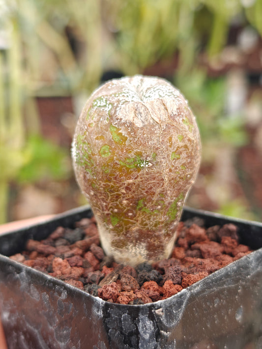Astrophytum myriostigma 'Onzuka' Blind form