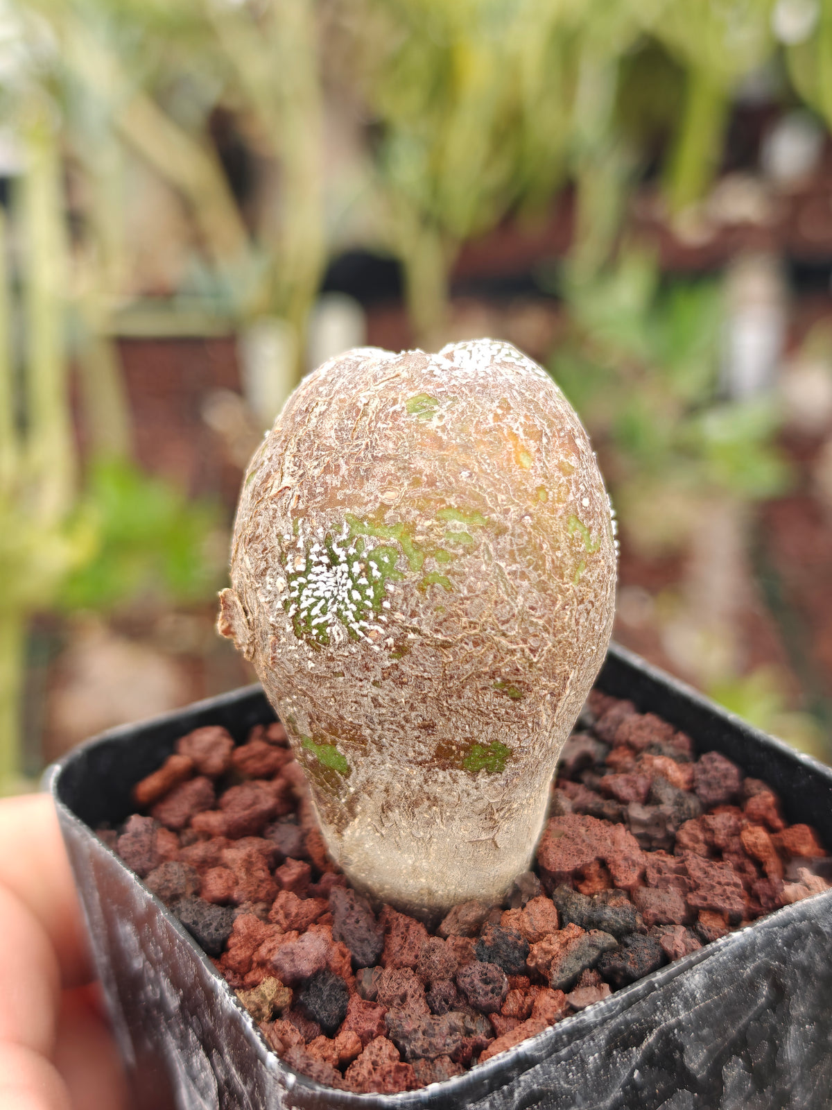 Astrophytum myriostigma 'Onzuka' Blind form