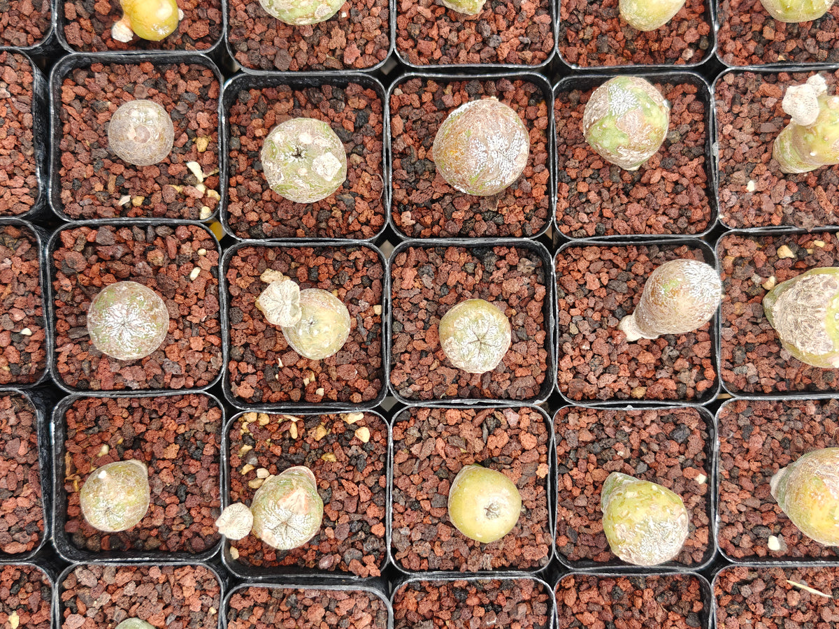 Astrophytum myriostigma 'Onzuka' Blind form