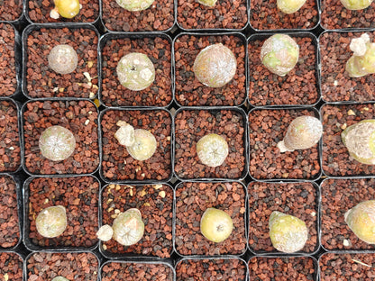 Astrophytum myriostigma 'Onzuka' Blind form
