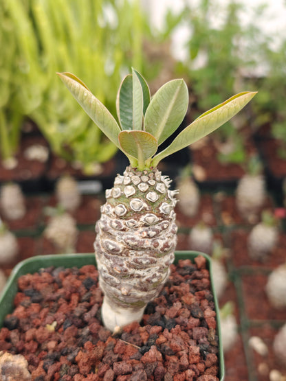 Euphorbia pachypodioides