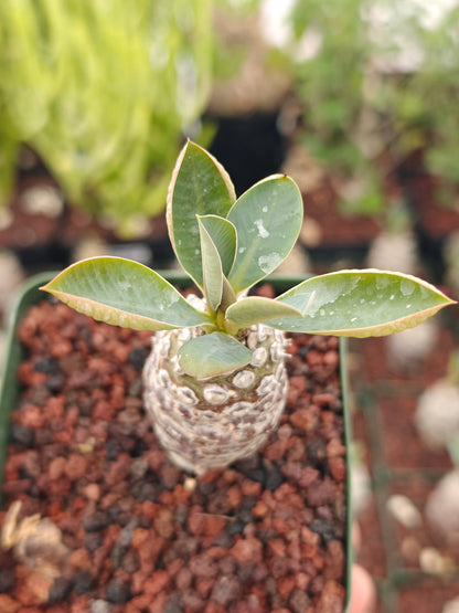 Euphorbia pachypodioides