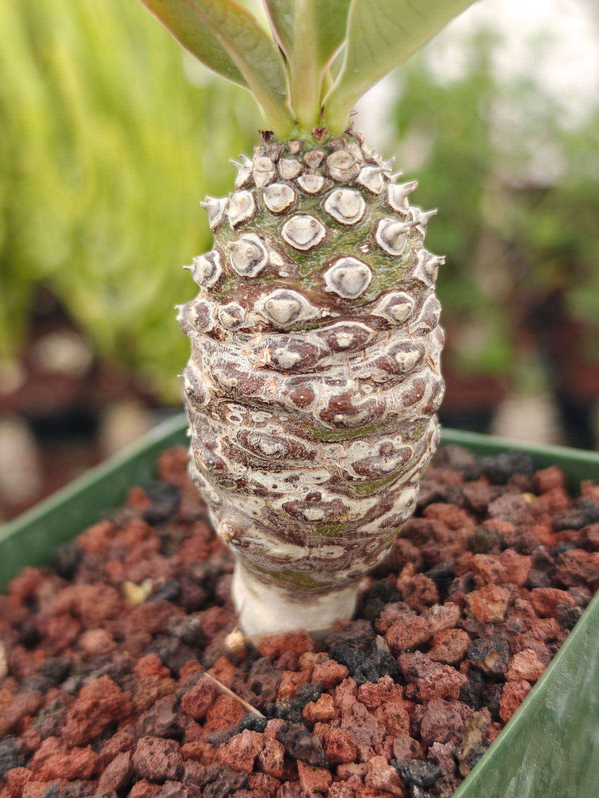 Euphorbia pachypodioides