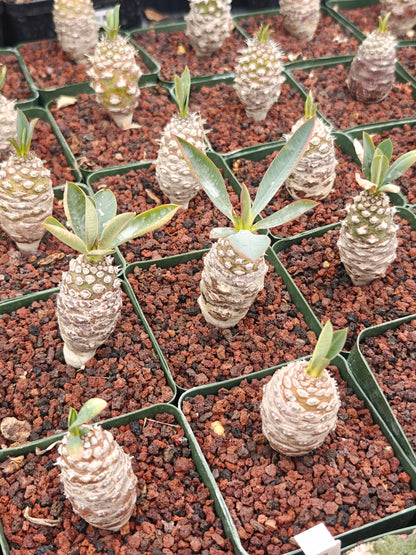 Euphorbia pachypodioides