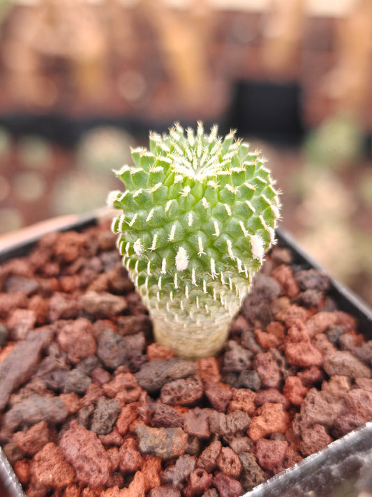Turbinicarpus pseudopectinatus f. inermis