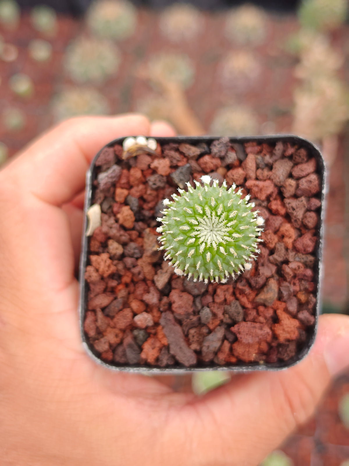 Turbinicarpus pseudopectinatus f. inermis