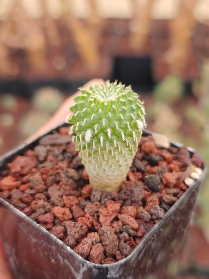 Turbinicarpus pseudopectinatus f. inermis