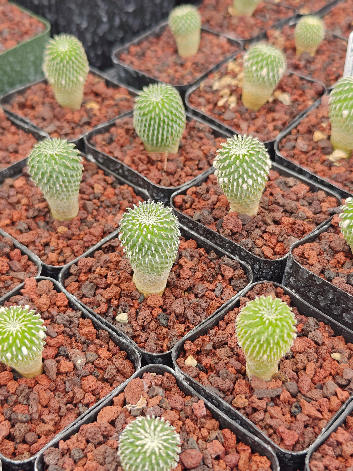 Turbinicarpus pseudopectinatus f. inermis