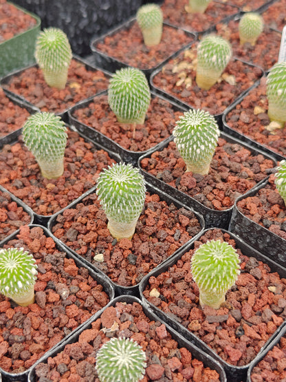 Turbinicarpus pseudopectinatus f. inermis