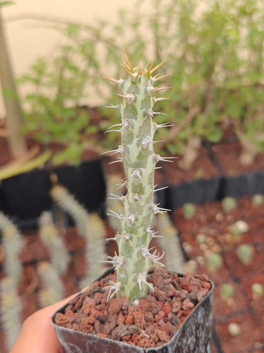 Euphorbia horwoodii