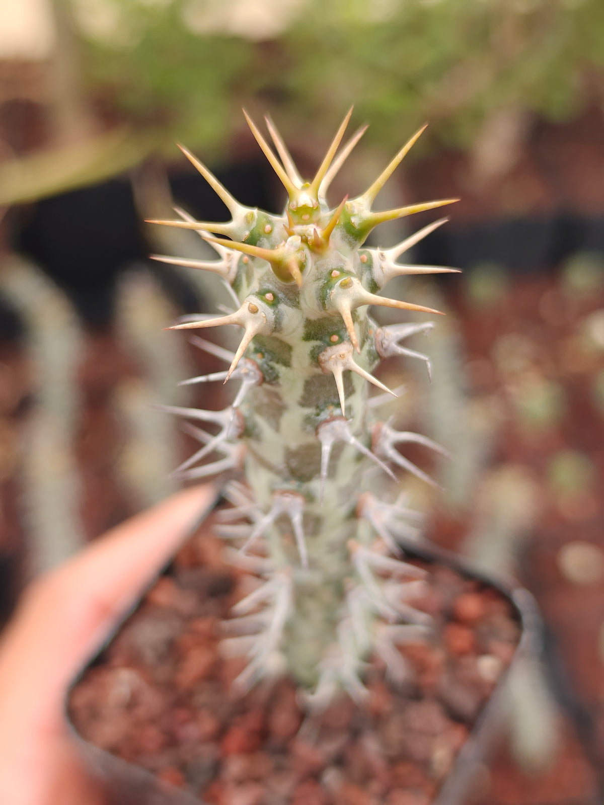 Euphorbia horwoodii