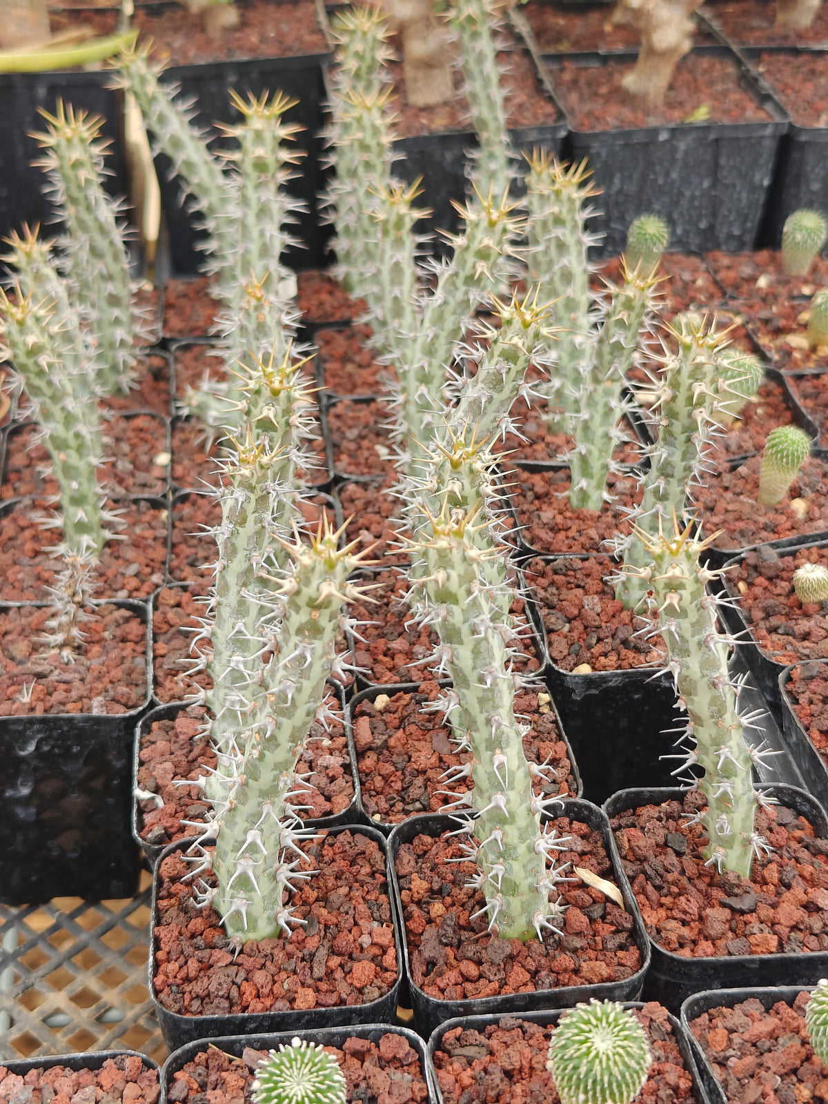 Euphorbia horwoodii