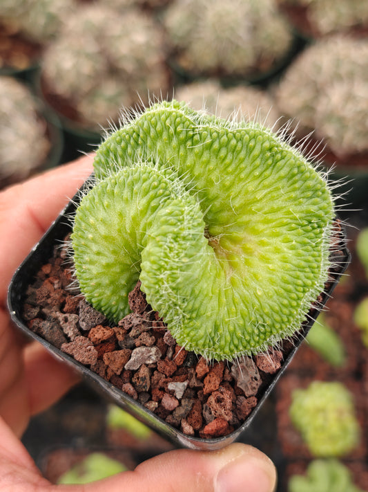 Mammillaria spinosissima 'Un Pico' f. cristata