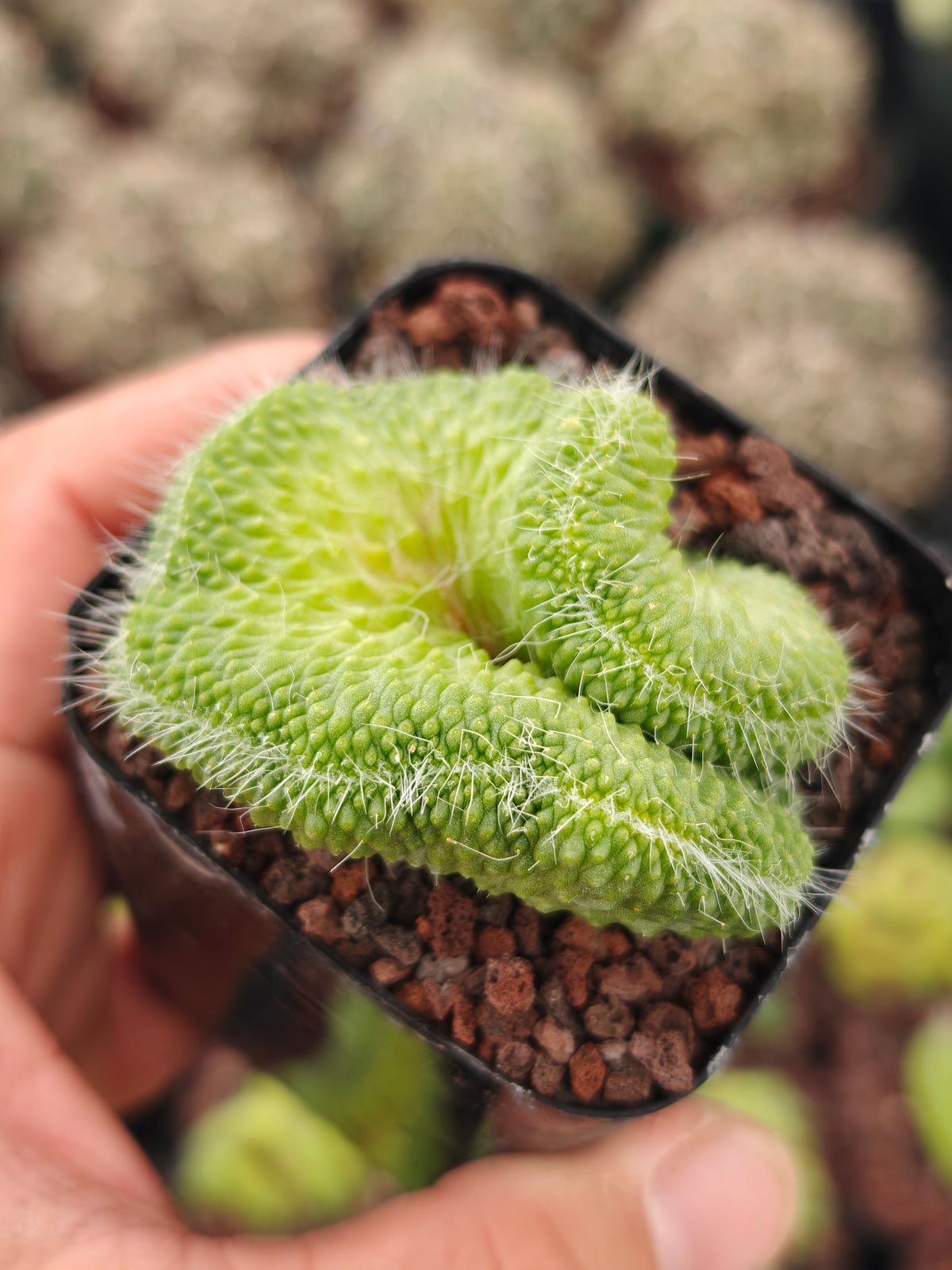 Mammillaria spinosissima 'Un Pico' f. cristata