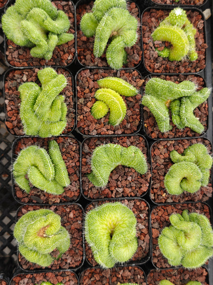 Mammillaria spinosissima 'Un Pico' f. cristata