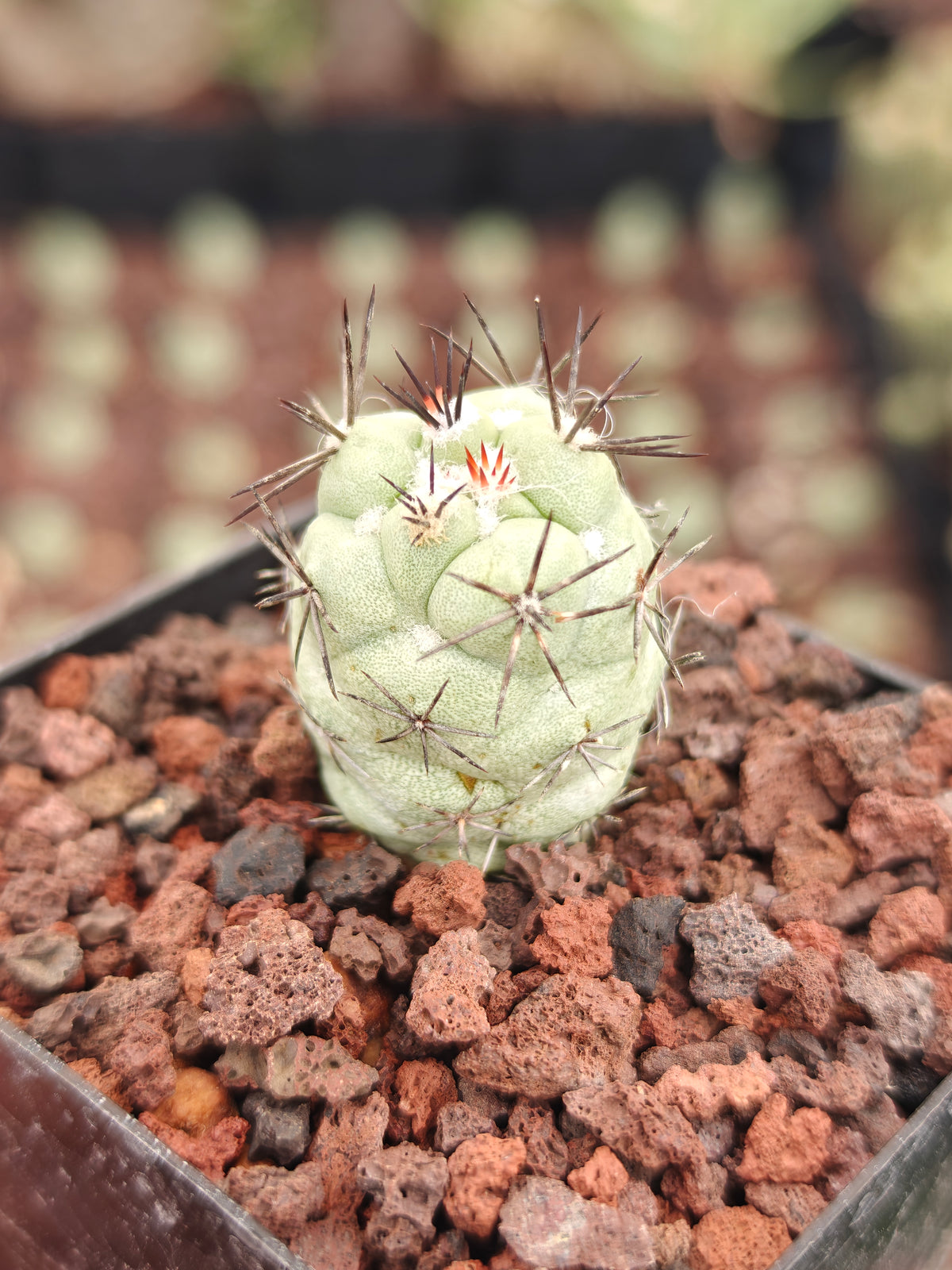 Ortegocactus macdougallii