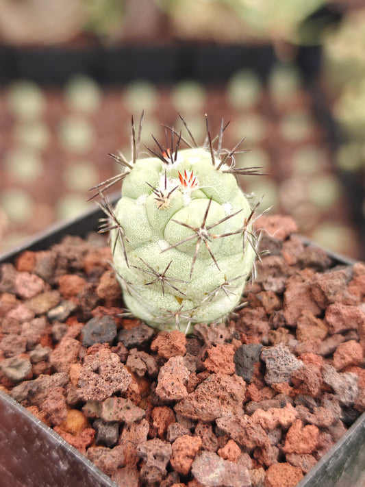 Ortegocactus macdougallii
