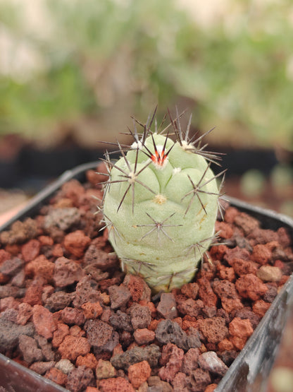 Ortegocactus macdougallii