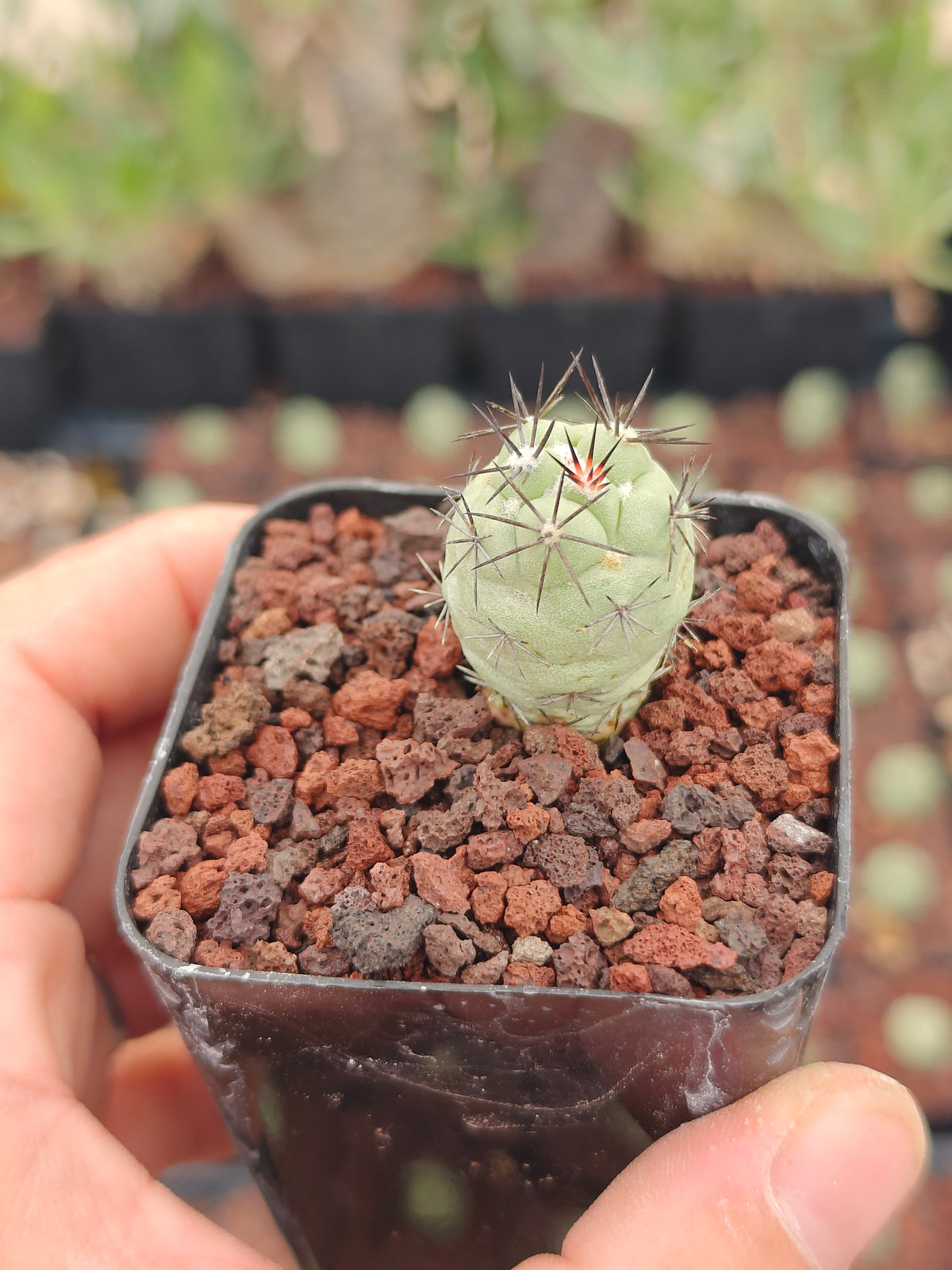 Ortegocactus macdougallii