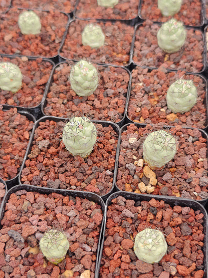 Ortegocactus macdougallii