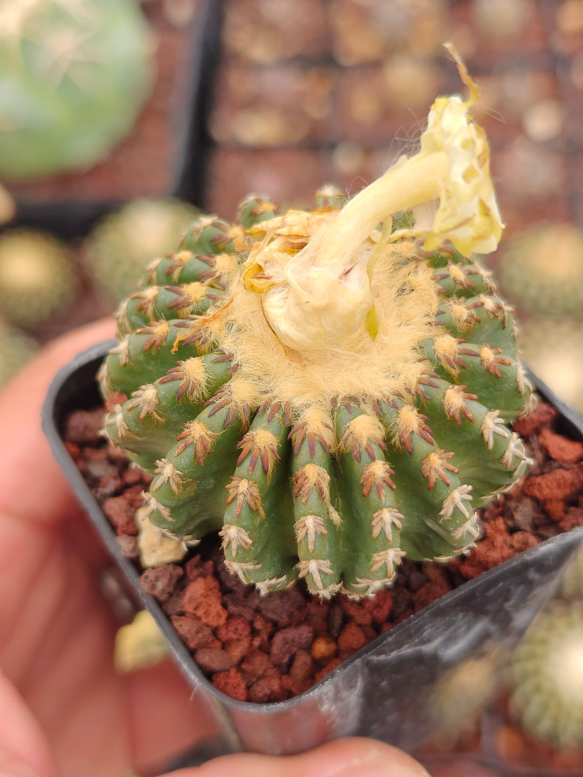 Discocactus horstii